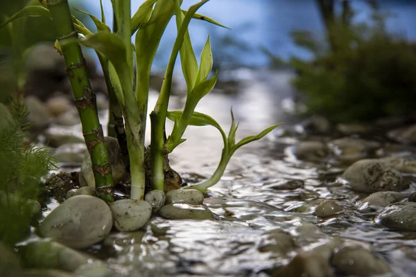 Water Bamboo Plant Growing Shallow Canal — Stock Photo, Image