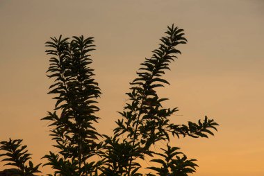 Ağaç yapraklarının silueti gün batımına karşı dallanır