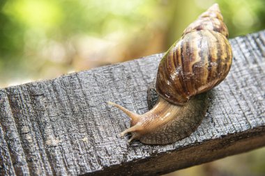 Islak ağaçta sürünen salyangoz.