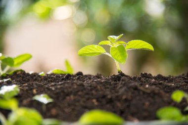Kutsal fesleğen sabah güneşinde filizlenir