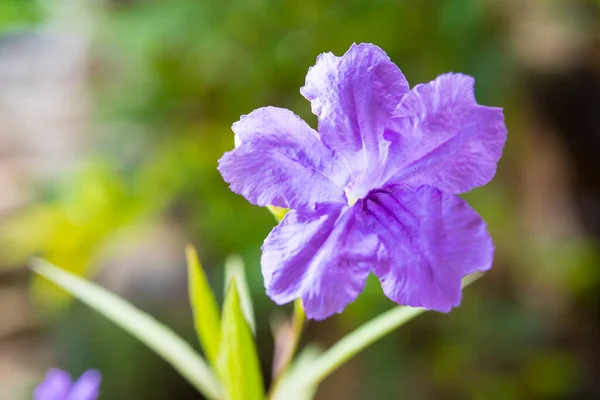 Purple Color Flower Blooming — Stock Photo, Image