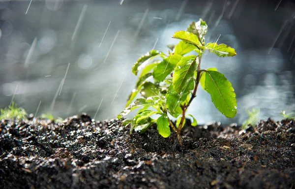 Red Sacred Basil Sprout Rain — Stockfoto