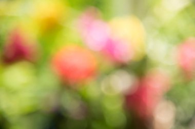 arkaplan dokusu için bahçe çiçeğinin odak noktasının fotoğrafı