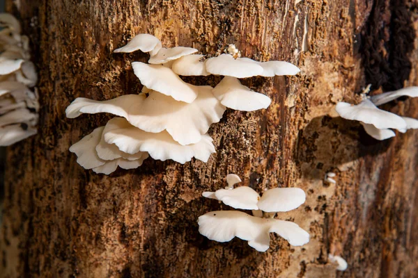 Doğa mantarı eski kütük yüzeyinde yetişir