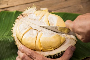 Eller durian meyvesi kesmek için bıçak kullanır