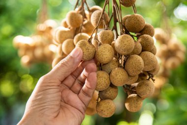  Olgun Longan meyvelerini elle topluyorum.