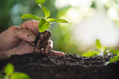 El tutuşu kutsal fesleğen filizi.