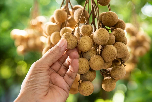  Olgun Longan meyvelerini elle topluyorum.