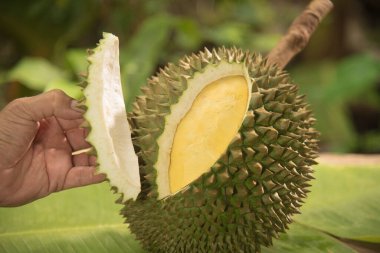 Durian kabuğu vücudun içini göstermek için kesilmiş.