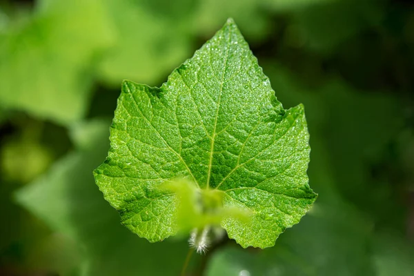 Yeşil yaprak dokusunun yakın plan çekimi