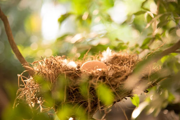 Bird Egg Nest Early Morning Sunlight — Stock Fotó