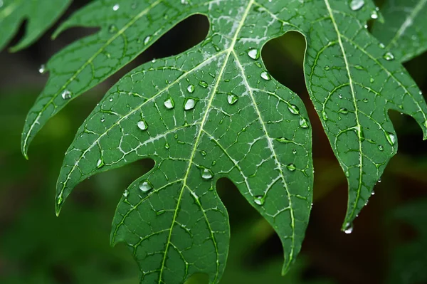 Water Drops Papaya Leaf Rain — Zdjęcie stockowe