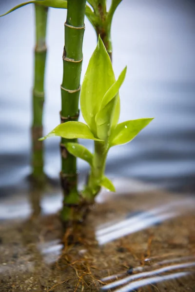 Water Bamboo Growing Shallow Canal — Stock Photo, Image