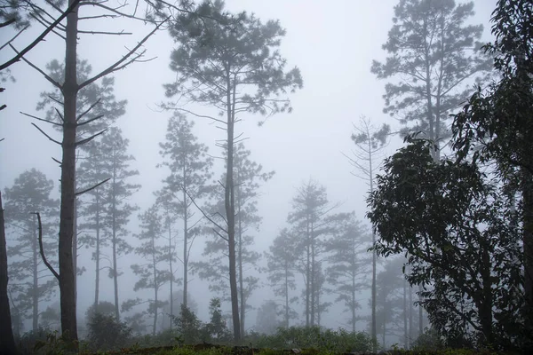 Kışın çam ağacı manzarası
