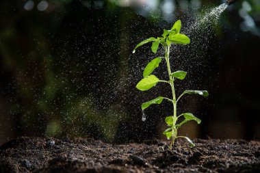 Kutsal fesleğene sprey sıkmak
