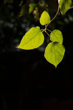 Kutsal incir yaprakları güneş ışığında