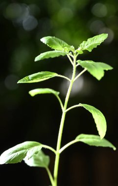 Kutsal fesleğen yaprakları gün ışığında