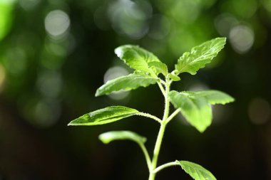 Güneş ışığındaki kutsal fesleğen