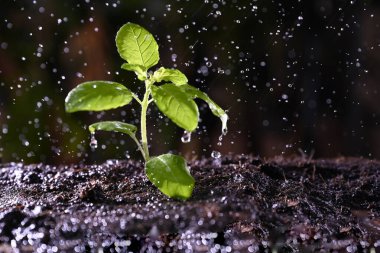 Kutsal fesleğen yağmur altında filizleniyor.