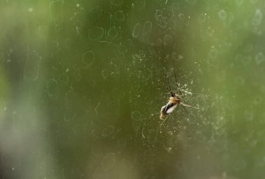 Midesi insan kanıyla dolu sivrisinek.