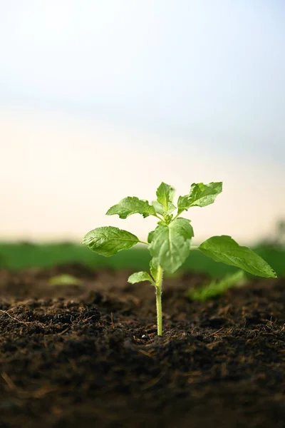 Sacred Basil Sprout Vertical — Stok Foto