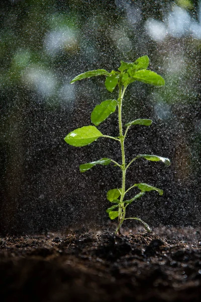 Sacred Basil Sprout Drizzle — Φωτογραφία Αρχείου