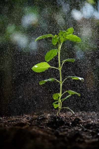 Busuioc Sacru Germina Drizzle — Fotografie, imagine de stoc