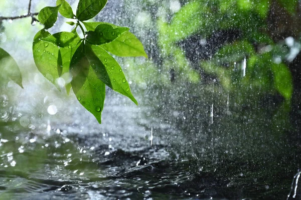 Rain Drop Green Park — Stock Photo, Image