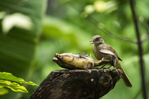 Mały Ptaszek Jedzący Banana — Zdjęcie stockowe