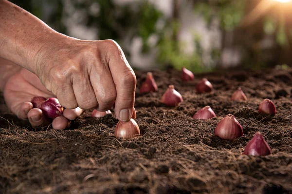 Gardener Planting Ren Onion — Stok Foto
