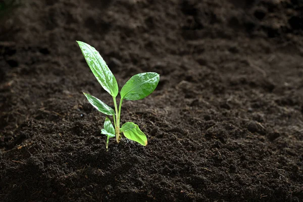 Galingale Seedling Growing Soil — Stockfoto