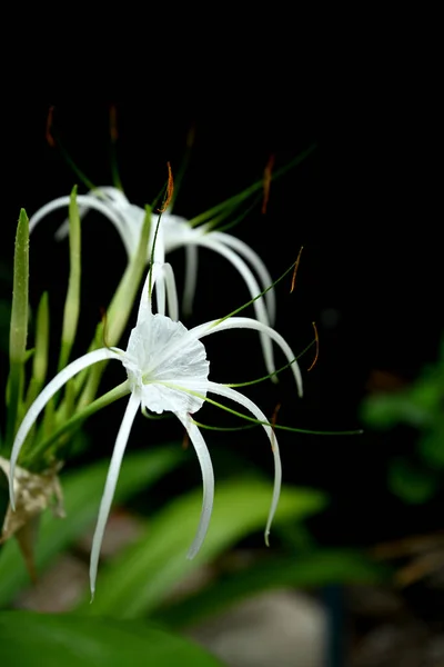 Closeup Crinum Lily Flower Black Background — Stock Photo, Image