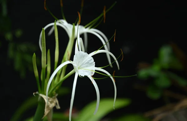 Closeup Crinum Lily Flower Black Background — Stock Fotó