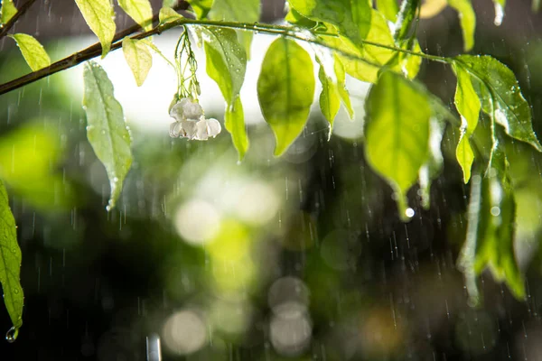 Closeup Green Leaves Little White Flower Rain — Stock Fotó