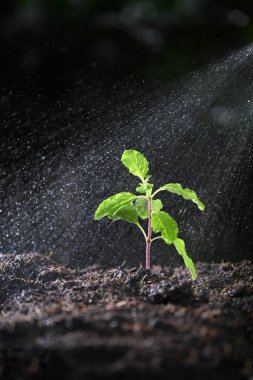 Spreyi kutsal filizlere püskürtmek