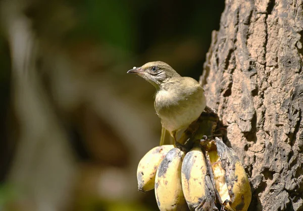 Kleine Vogel Eet Rijpe Banaan — Stockfoto