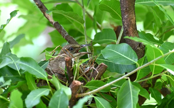 Bird Sit Egg Nest — Stock fotografie