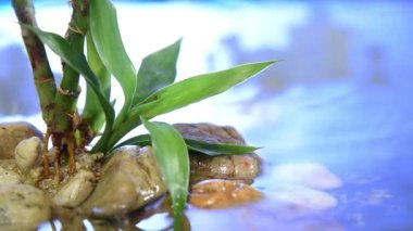 suda büyüyen su bambu bitki