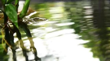  water bamboo grow in canal