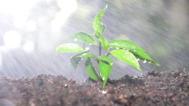 Wasserspray Für Junge Pflanze Gegen Sonnenlicht Fackel Effekt — Stockvideo