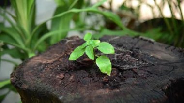 Rüzgarlı gölgeler altında çürüyen kütükte büyüyen filizler.