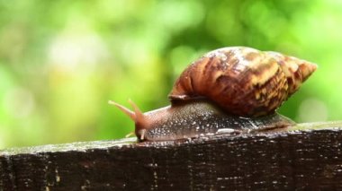 Islak eski ahşap bahçesinde sürünen salyangoz bokeh backgroun