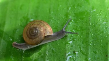 Muz yaprağında sürünen salyangoz