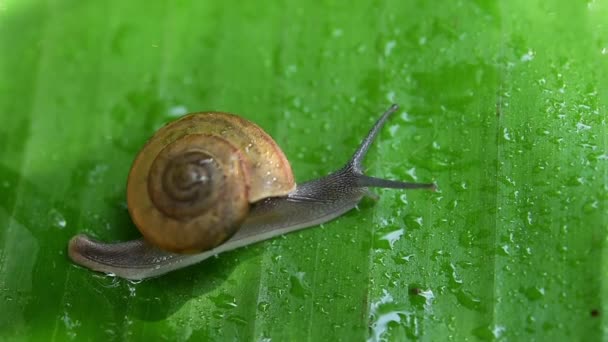 Snail Crawling Banana Leaf — Stok video