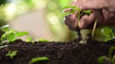 Kutsal fesleğen filizlenmesi