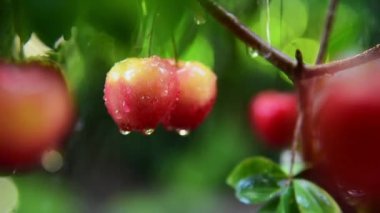 ripe cherry fruit in drizzle rain
