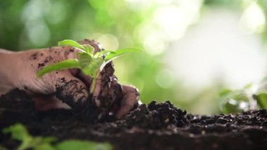 El dikimi kutsal fesleğen filizleri