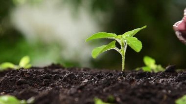  El sulama kutsal fesleğen filizi