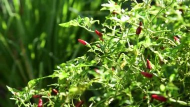  Bahçede yetişen kuş acı biberi ağacı..