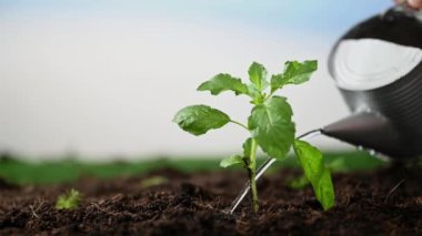 Kutsal fesleğeni suluyorum.